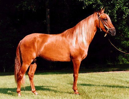 IMPERIO de MARK-EL - Fino Stallion